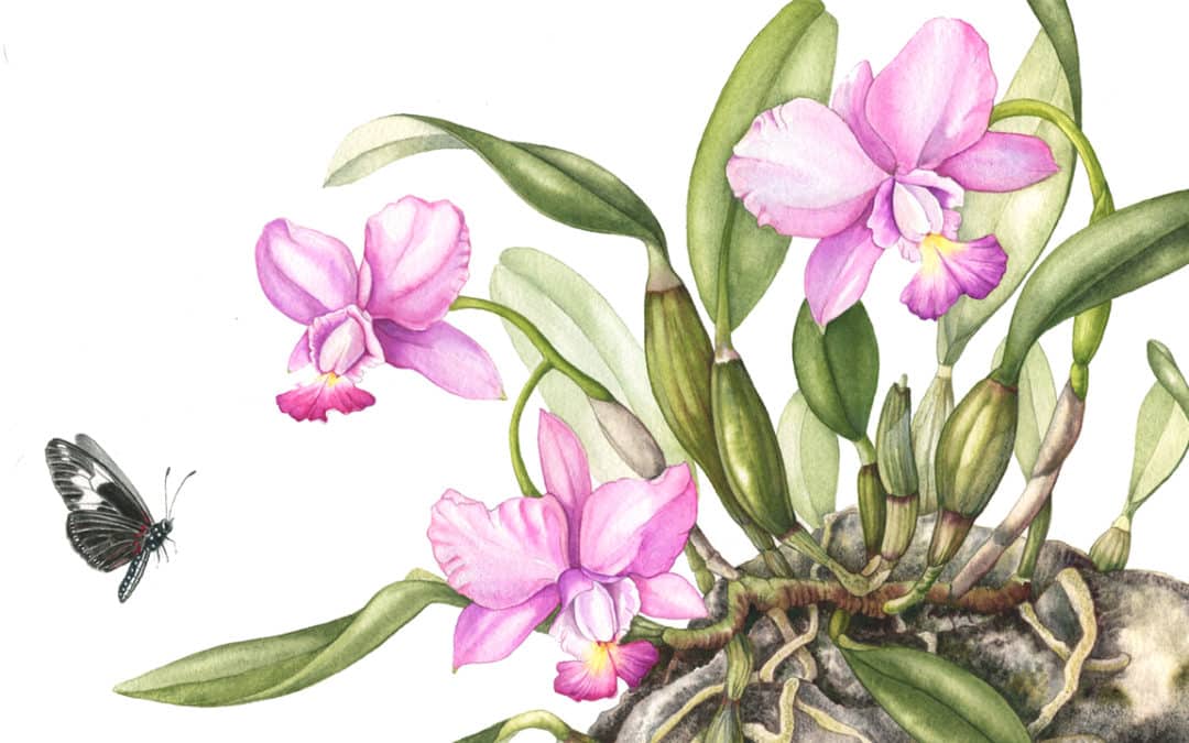 POSTPONED Mindy Lighthipe Workshop – Orchids: A Botanical Tradition
