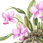 POSTPONED Mindy Lighthipe Workshop - Orchids: A Botanical Tradition