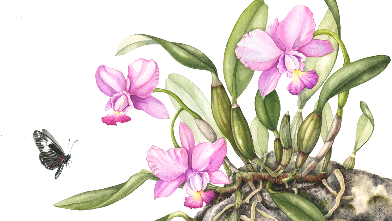 POSTPONED Mindy Lighthipe Workshop - Orchids: A Botanical Tradition